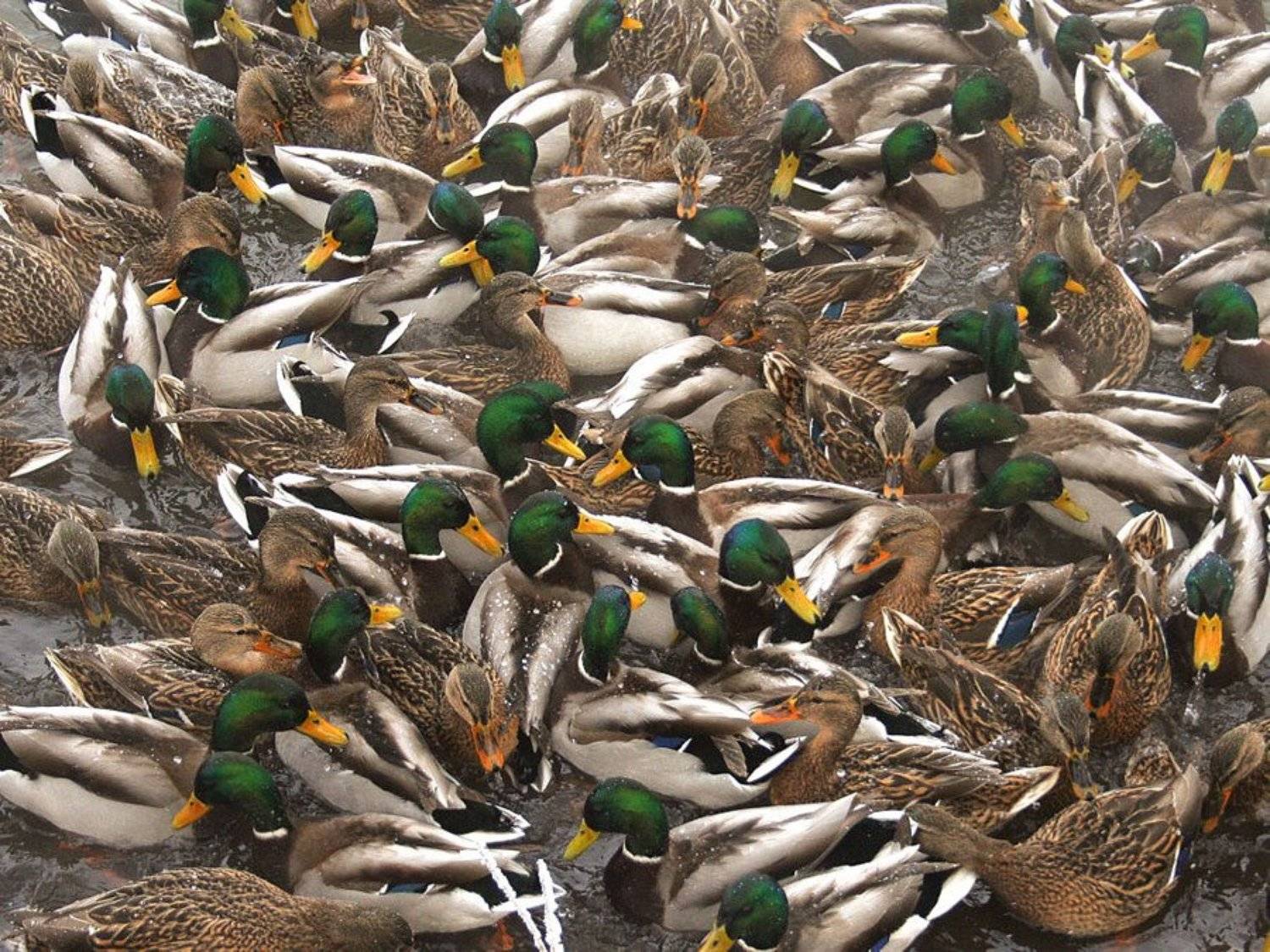 Плотность населения пруда равна.... Автор: Клековкин Александр зима, утки, Клековкин Александр