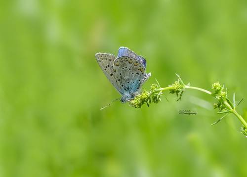 blue