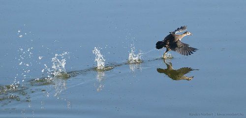 Sprint