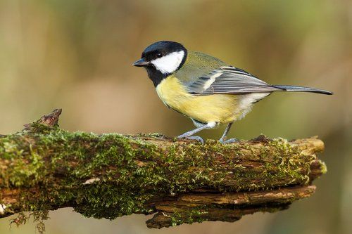 Great tit