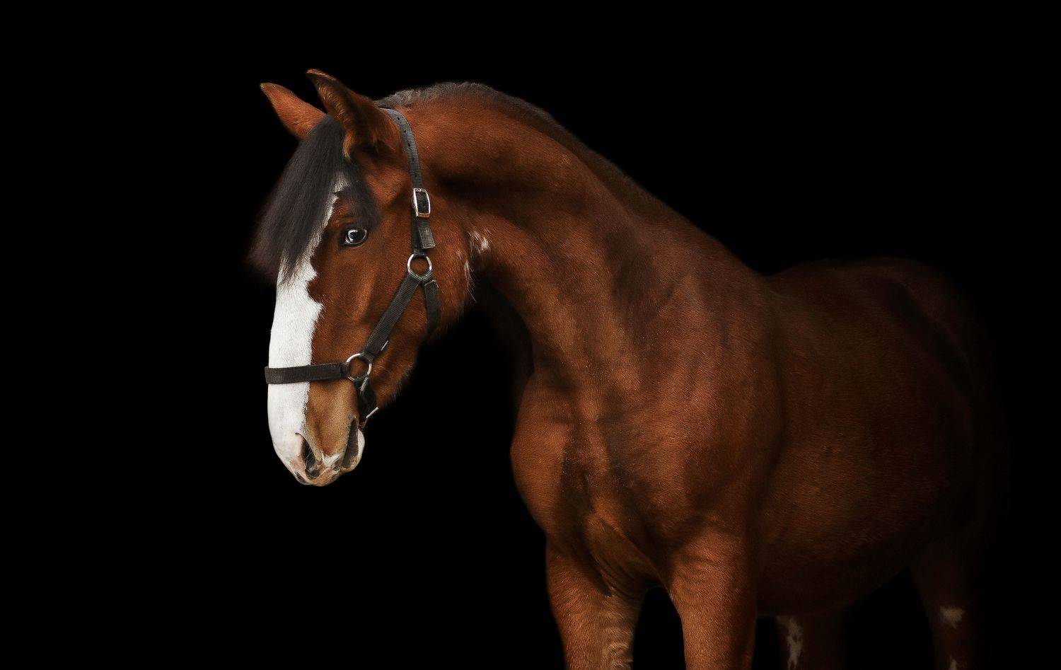 , Кристина Горковская