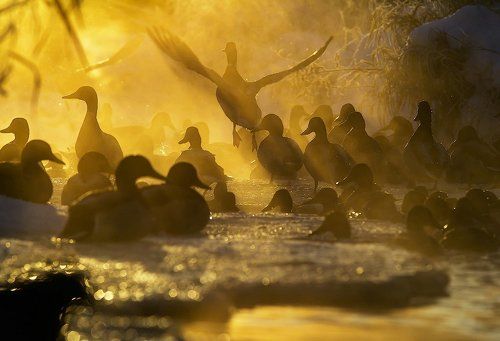 Утки в золотом