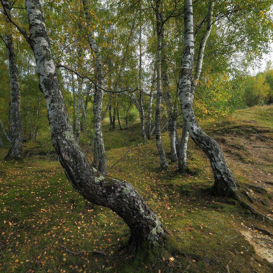 , Stefan Chirobocea
