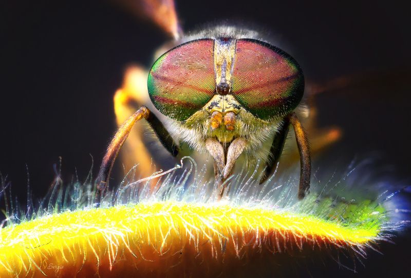 Цап!photo preview