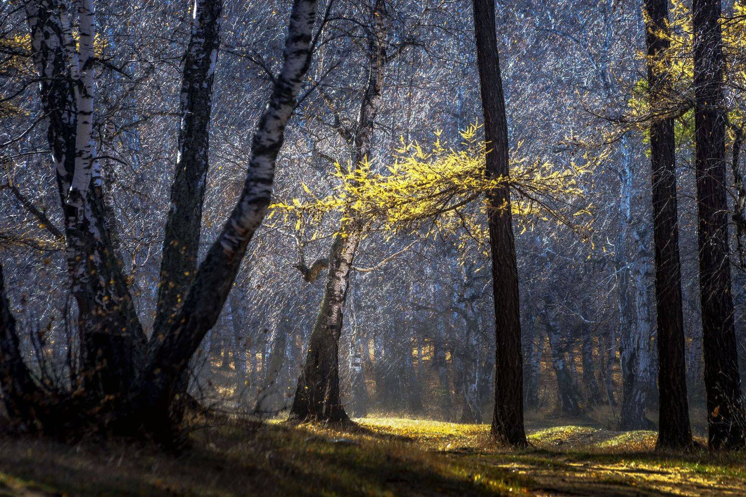 , Андрей Шарапов