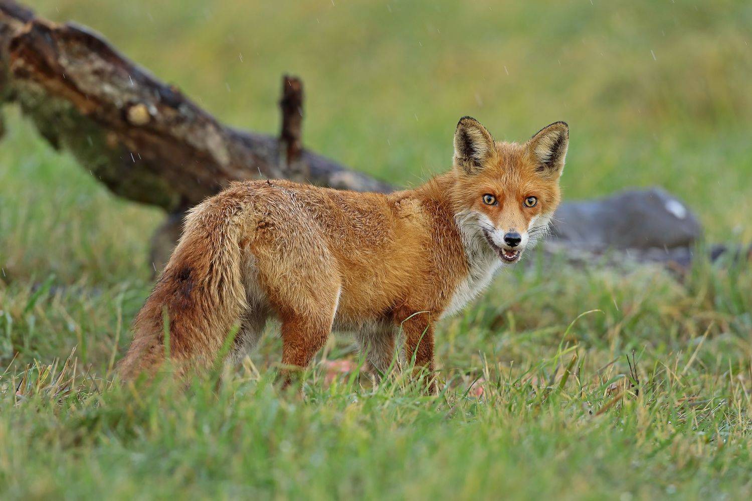 Под дождём.. Автор: Александр Гусар лиса, Александр Гусар