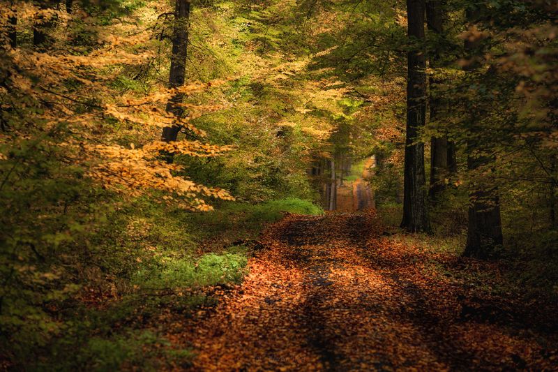 Waiting for Autumn.photo preview