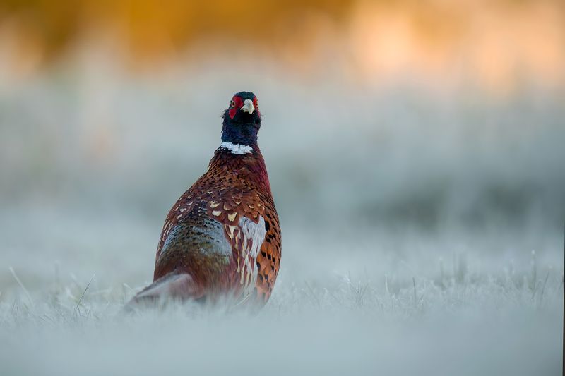 Lato i zimaphoto preview