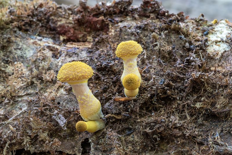 Опята - дружные ребятаphoto preview