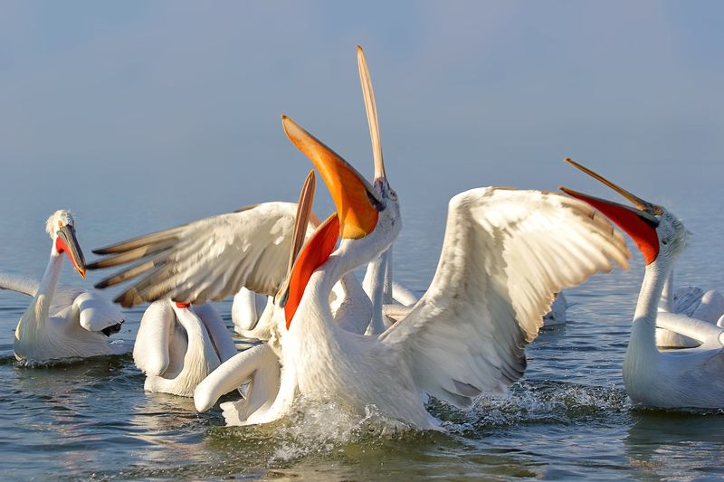 Pelican Rhapsodyphoto preview