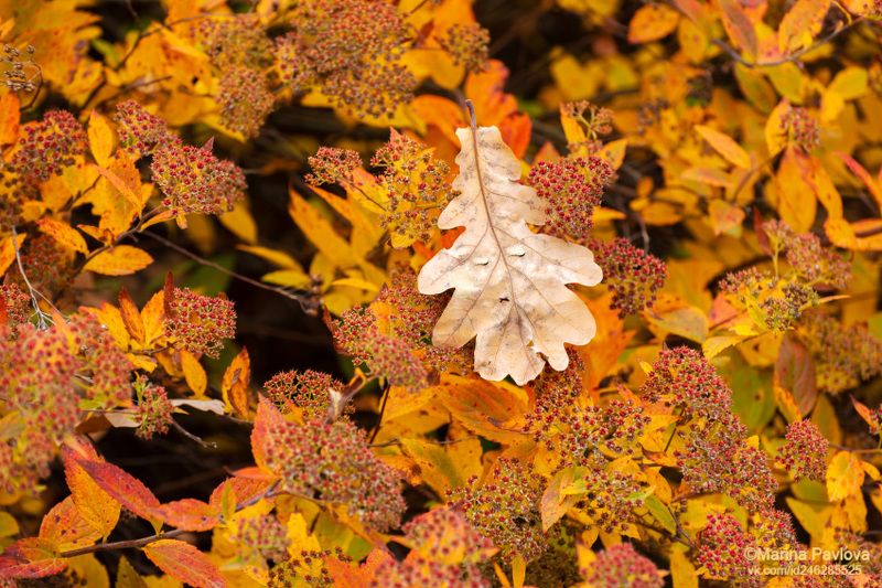 абстракция, золотая осень, осенние листья, парейдолия, осенняя текстура, осень, осенний парк, мир визуальных ассоциаций, nikon Осенний сон дубового листка...photo preview