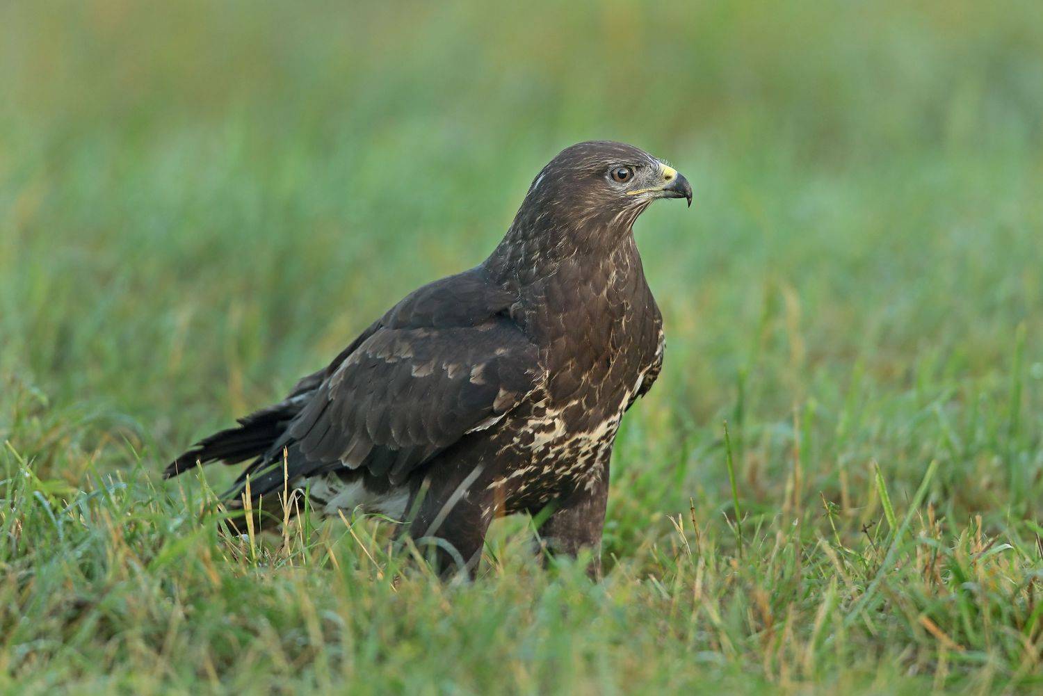 канюк., Александр Гусар