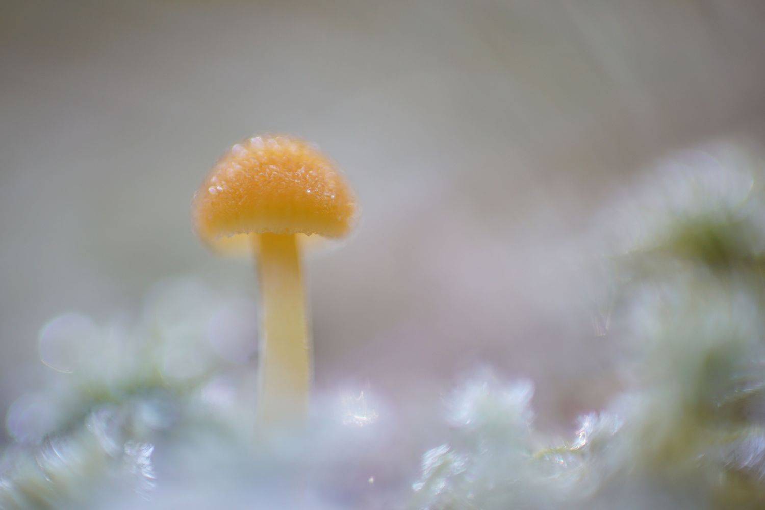 макро поганка живопись гриб, Виктор Квасов