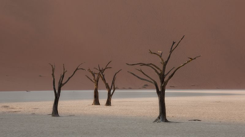 #Deadvley Valley #Valley #namibia #africa #duna #tree #дедвлей  #африка  #деревья  #намибия #дюна #песок #мертвые деревья photo preview