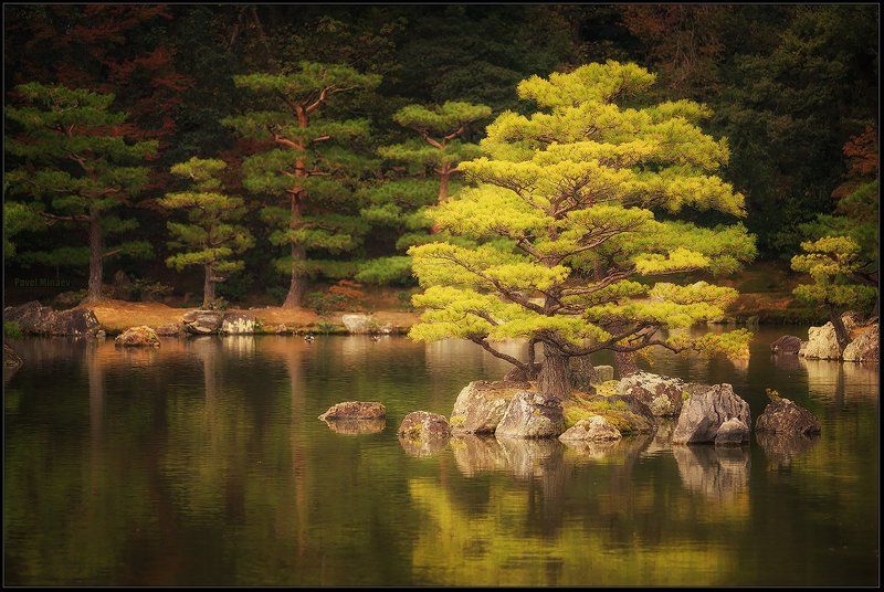 Японская хвояphoto preview