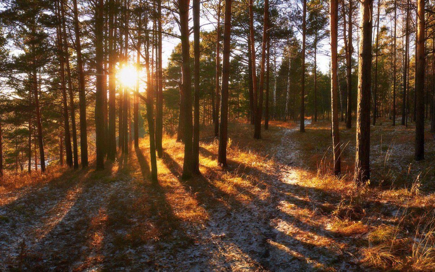 , Франчук Антон