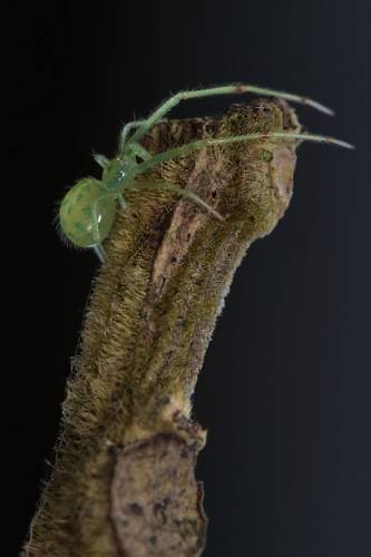 Aranha