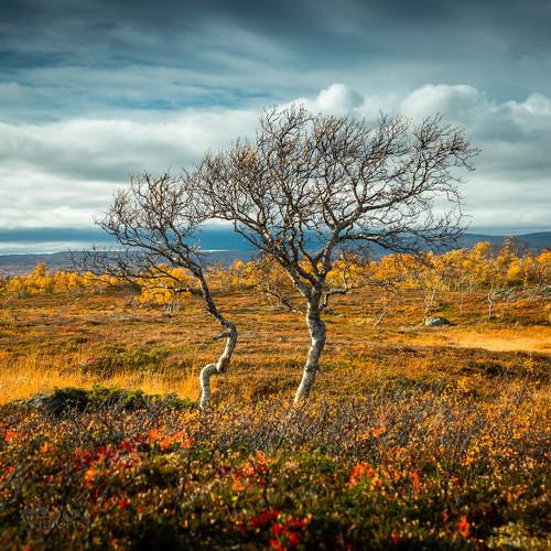 Autumnscape