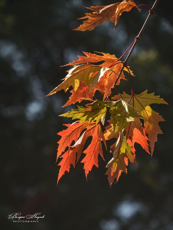 осень, ноябрь, клён Люблю я пышное природы увяданье...photo preview