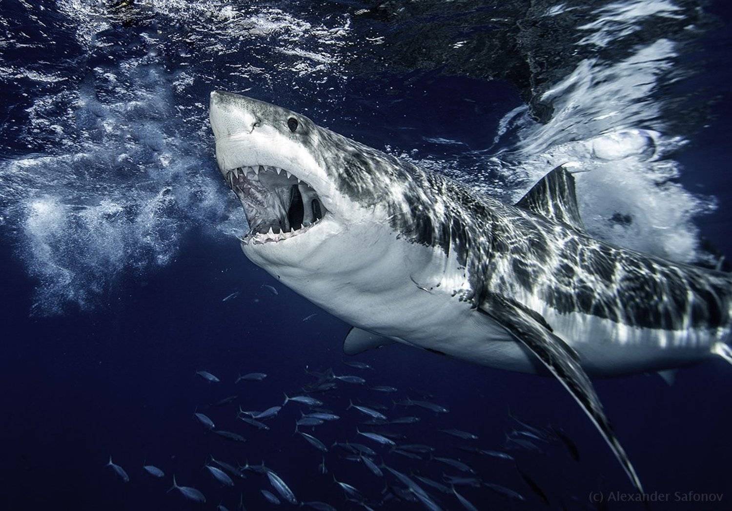 , Александр Сафонов