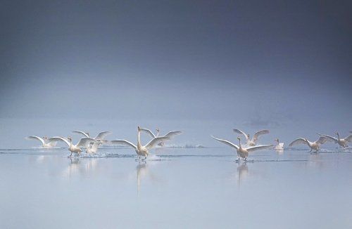 The Return of the Swans