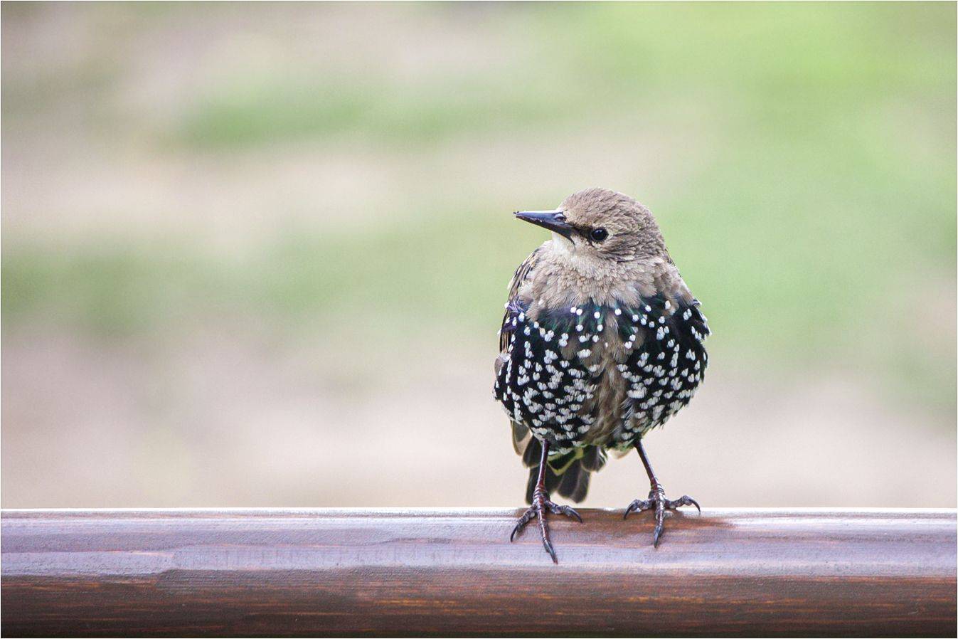 скворец, КарОл