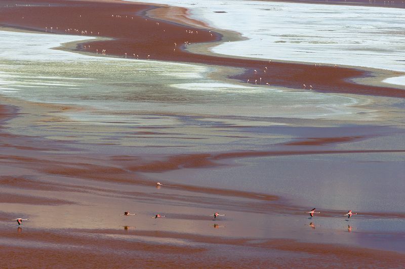 FLAMINGO\'S PARADISEphoto preview