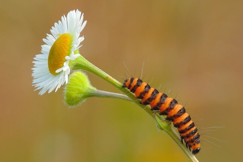 Ku słońcu...photo preview
