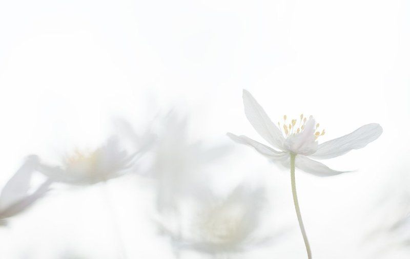 ветреничка, дубравная акварельюphoto preview