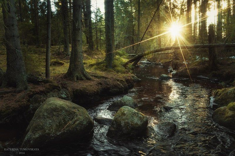 Ведьмина веснаphoto preview