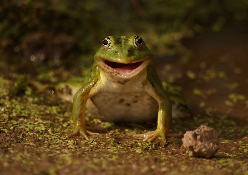 Улыбакаphoto preview