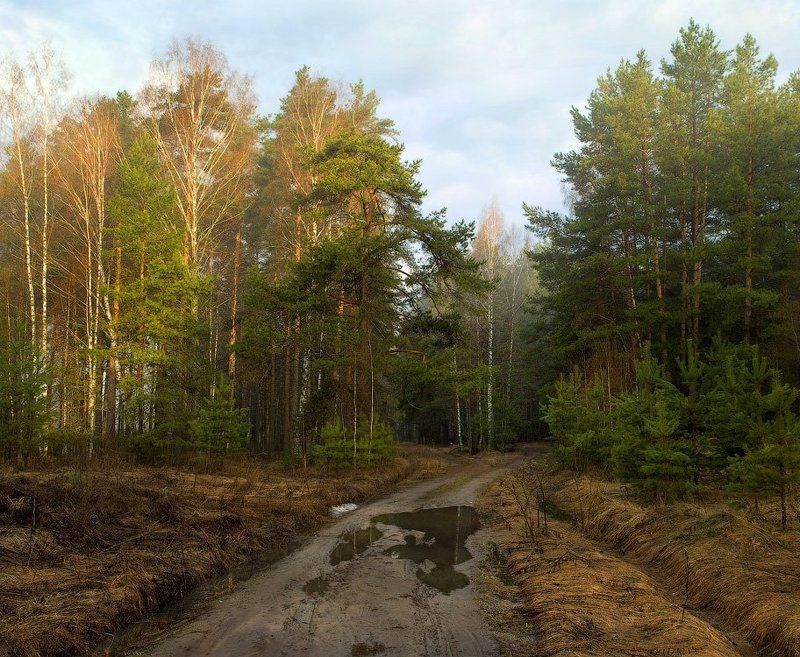 На опушке утреннего лесаphoto preview