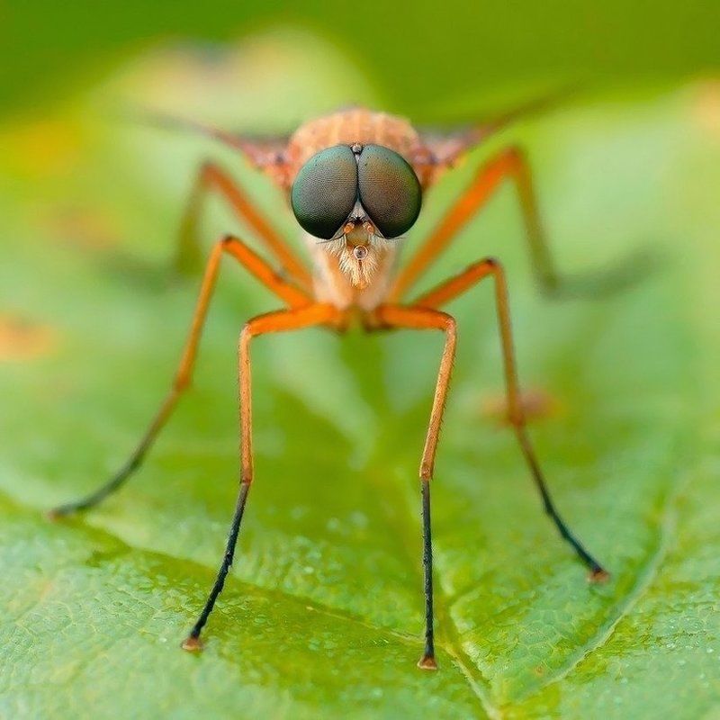 глазаphoto preview