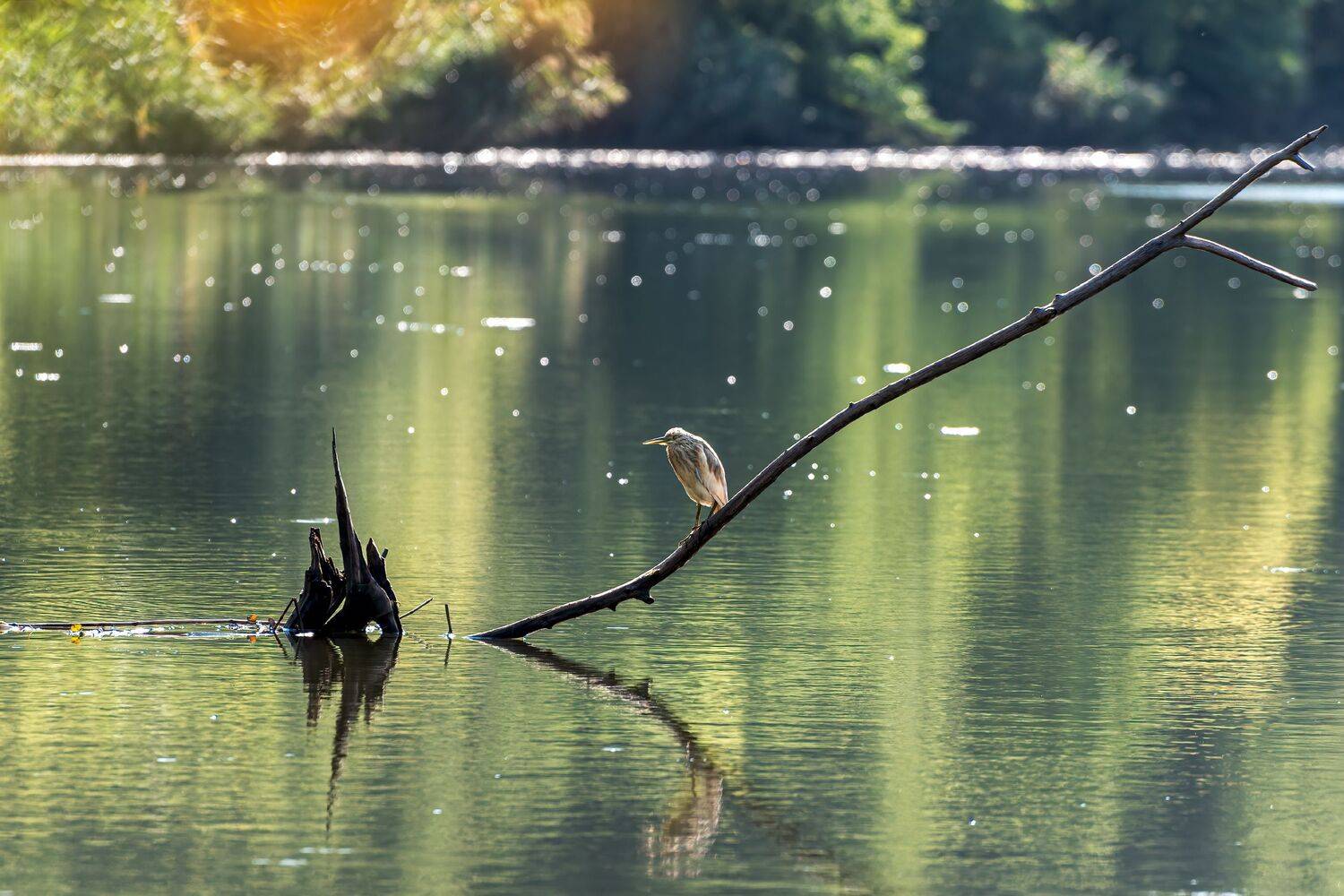 Утро жёлтой цапли. Автор: Алексей Рыльский жёлтая цапля, утро, Алексей Рыльский