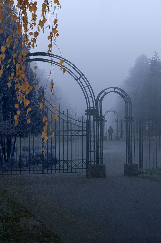 Березы солнечная ветвьphoto preview