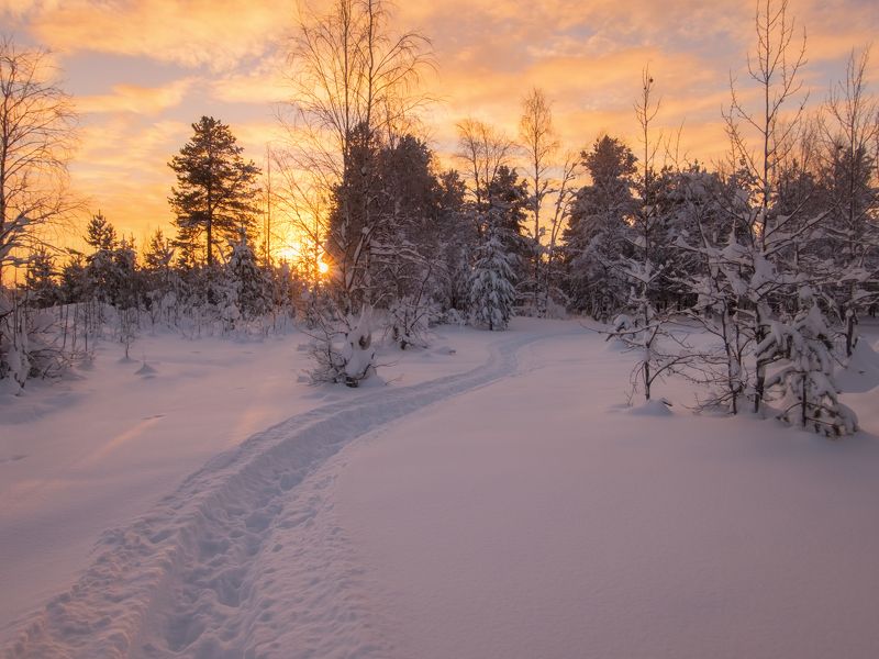 печора, лес, север Декабрьский закат севераphoto preview