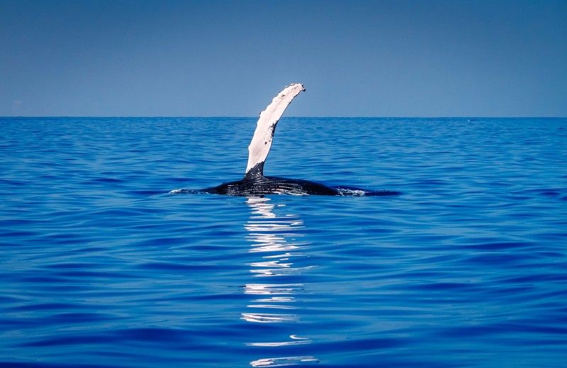 Привет с Гаваевphoto preview