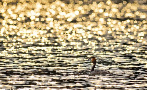 great crested grebe
