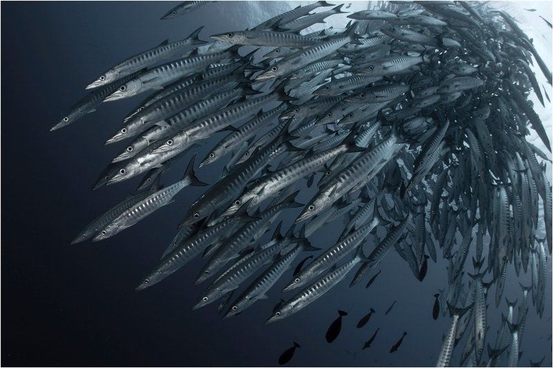 Железный капутphoto preview