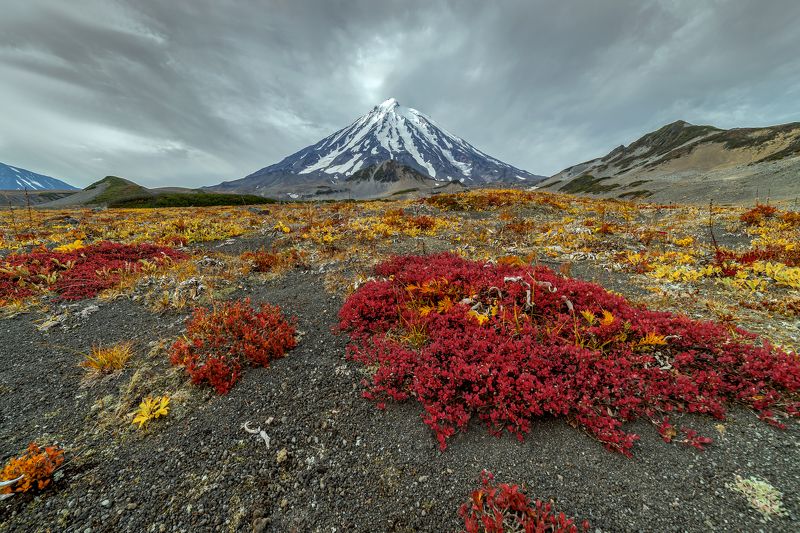 Бархатный пурпурphoto preview