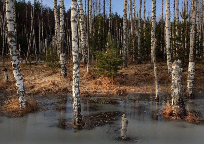 Саврасовские зарисовкиphoto preview