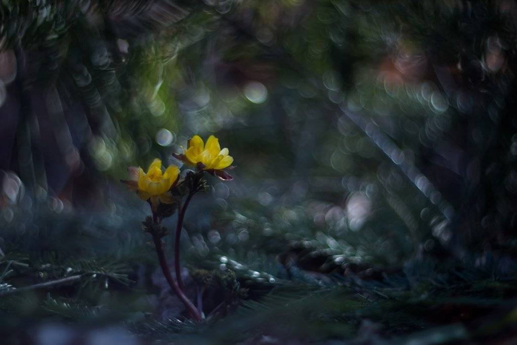 Я пригласить хочу на танец.... Автор: Germanic , Germanic