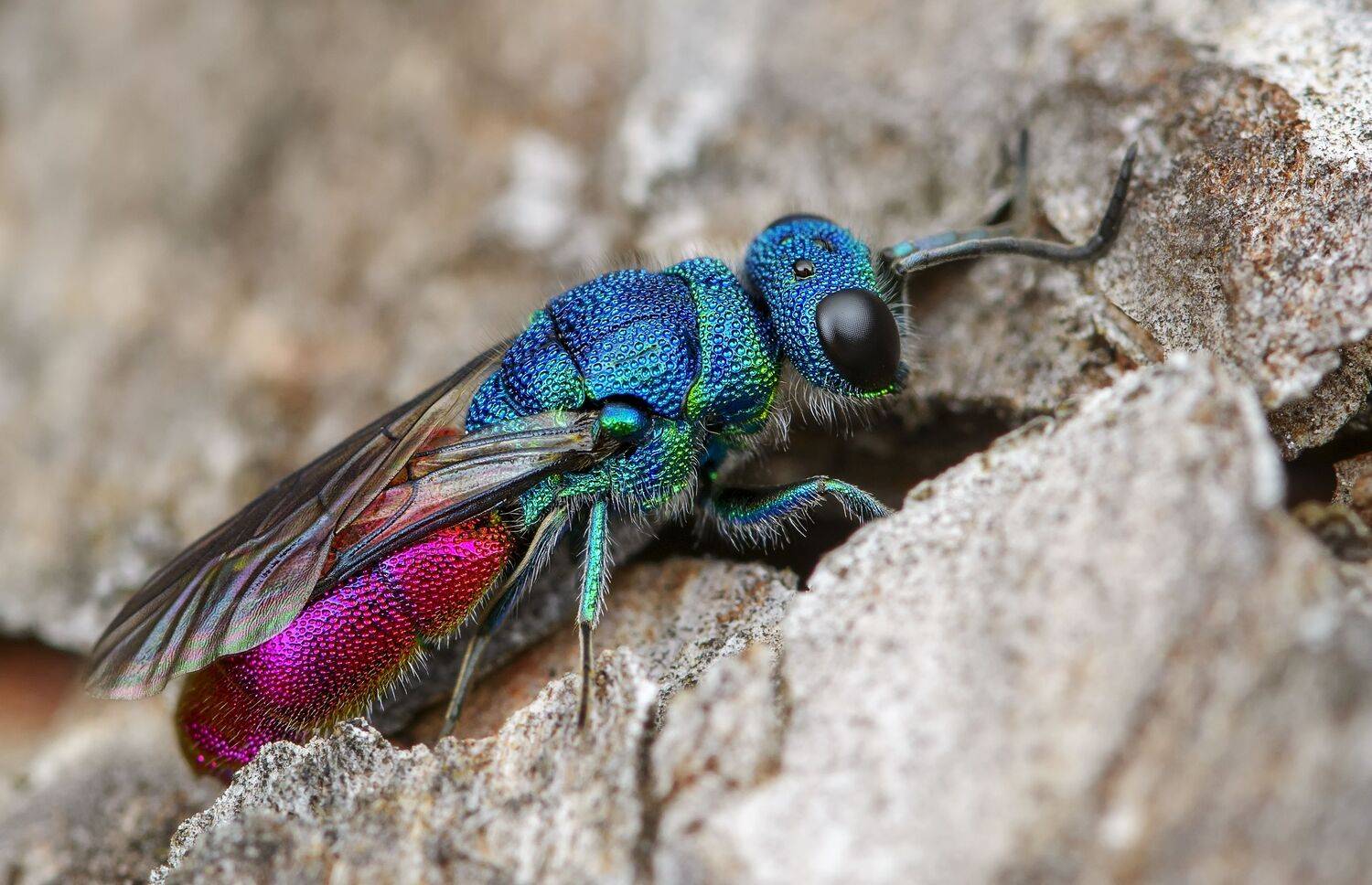 блестянка огненная, chrysis ignita, осы-блестянки, chrysididae, cuckoo wasps, осы-кукушки, Павел Черенков