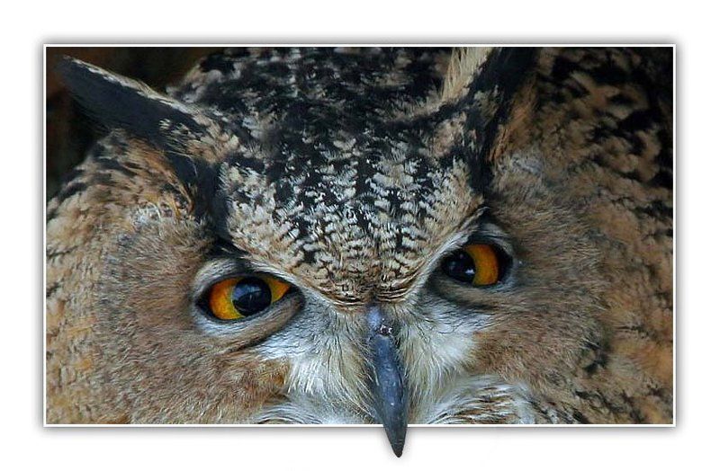 филин, тёща, лукьяненко Тёщаphoto preview