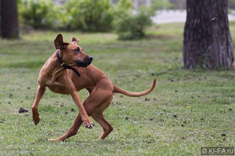 Шишки свистятphoto preview