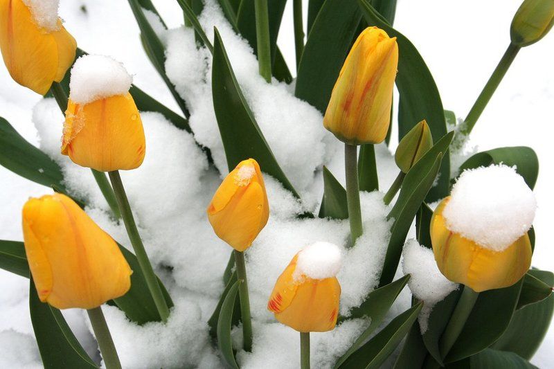 холод, снег, цветы Желтые тюльпаны..признаки весныphoto preview