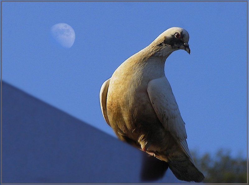 луна, голубь, небо Луна и голубьphoto preview