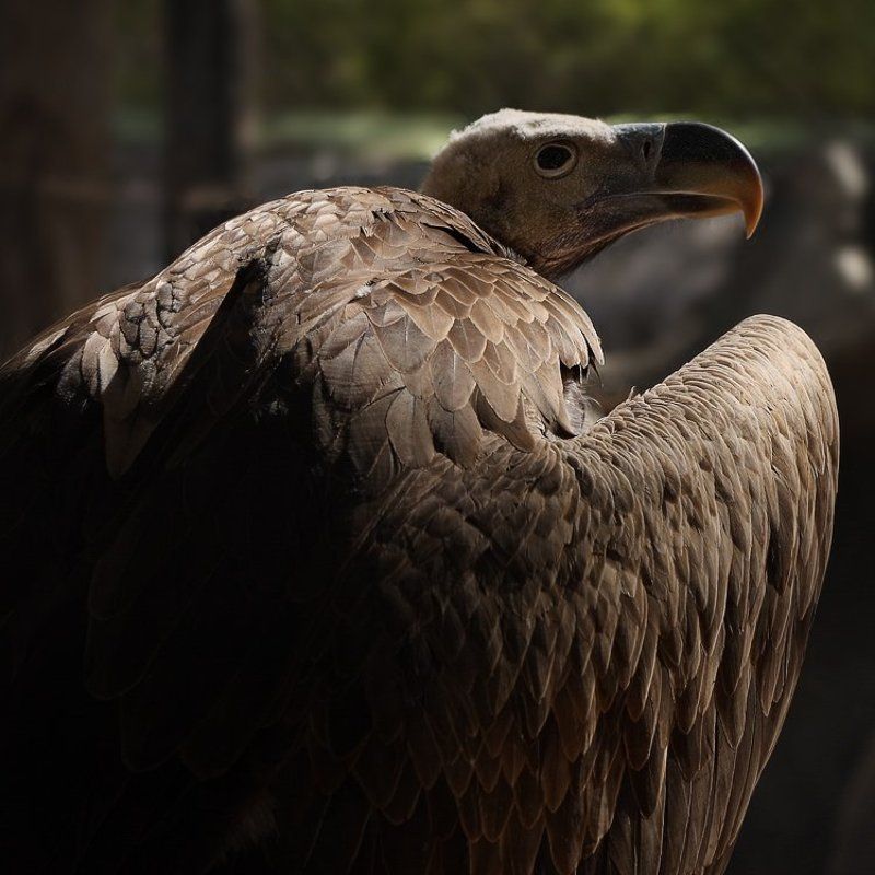 орёл, сафари, израиль, негев, пустыня Былое и думы.photo preview