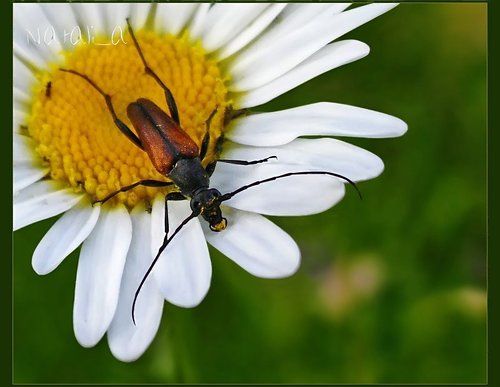 Усатый сладкоежка :)