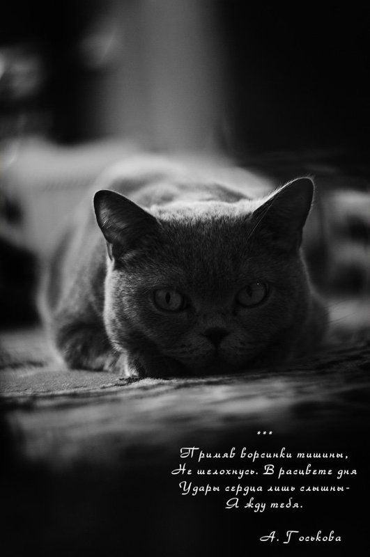 жду тебя, котофоты, ч\\б, гелиос 40, f1.5, вирши ***photo preview